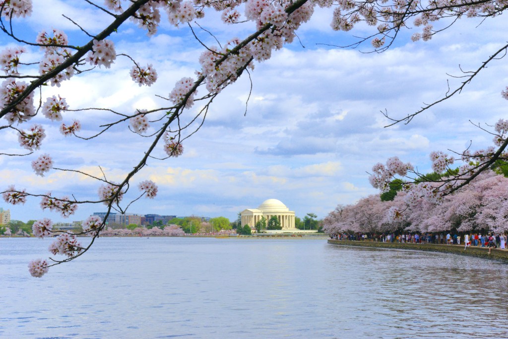 DC Cherry Blossom&nbsp;Festival