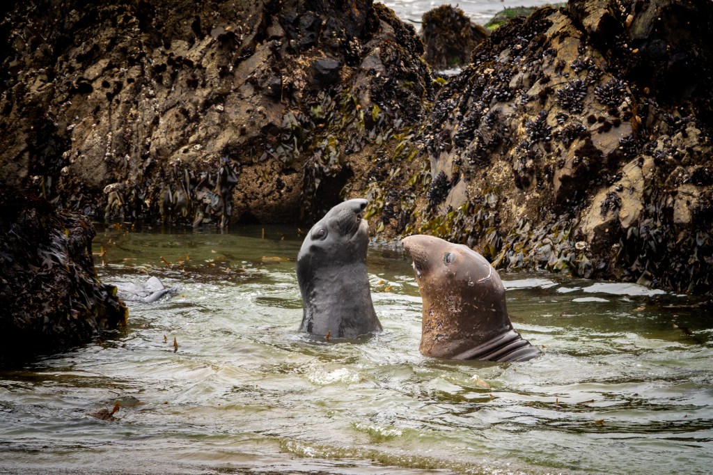 Elephant Seals Fighting at Elephant Seal Vista Point,&nbsp;California