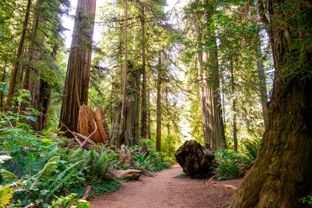 Redwood National & State&nbsp;Park