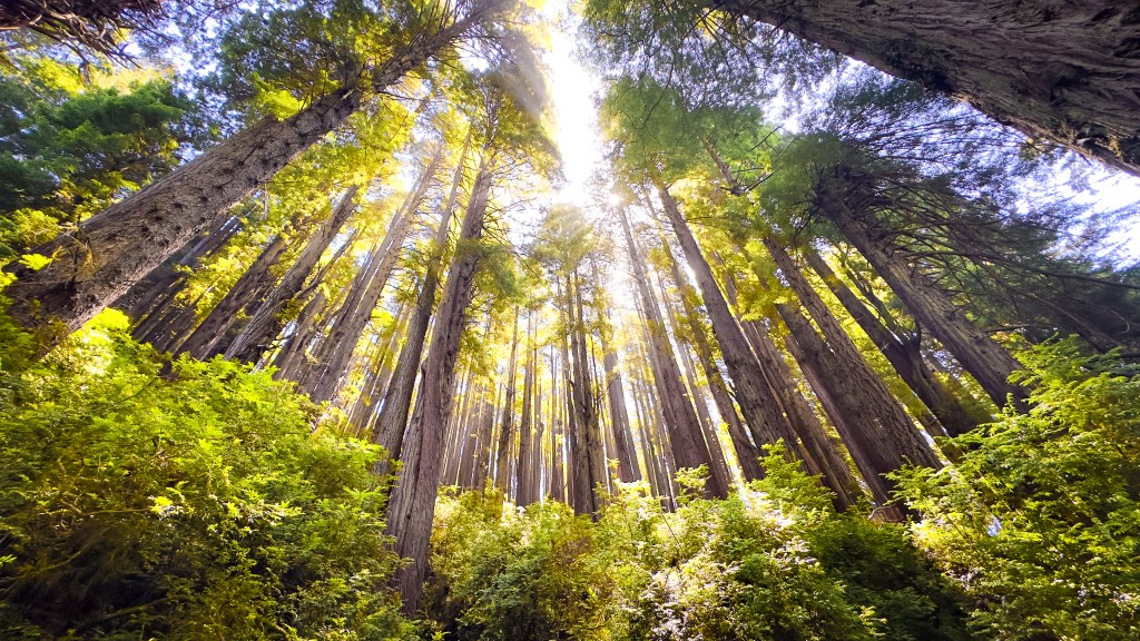 Feeling Small Among Giants: A Redwood&nbsp;Reflection